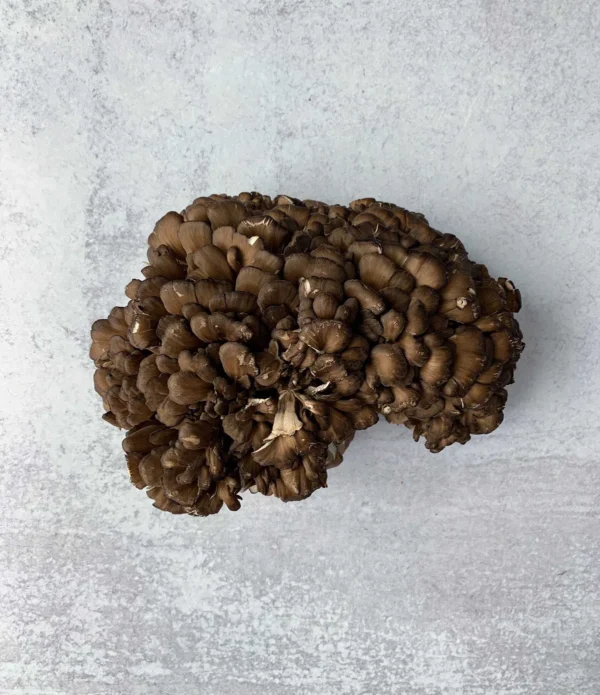 Black Maitake - Image 2