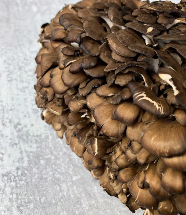 Black Maitake - Image 4