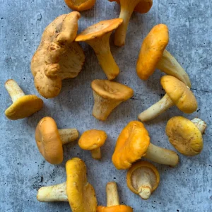 Saskatchewan Apricot Chanterelles