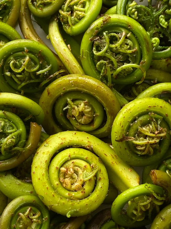 Lady Fiddlehead Ferns, 1 lb. - Image 4