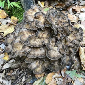 Wild Black Maitake - Hen of the Woods