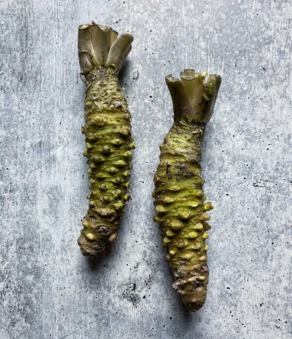 Fresh Wasabi Rhizome, Mazuma Variety