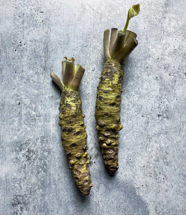 Fresh Wasabi Rhizome, Misho Variety