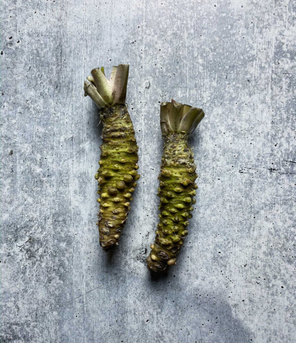 Fresh Wasabi Rhizome, Mazuma Variety - Image 3