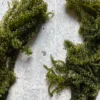 Fresh Umibudo, Seagrape, - Image 3