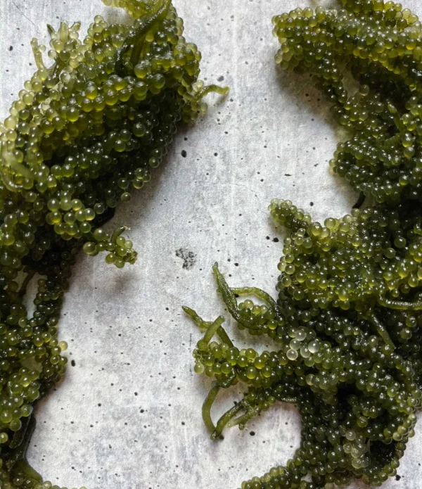 Fresh Umibudo, Seagrape, - Image 3