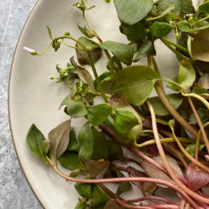 Flowering Claytonia (Miner's Lettuce)