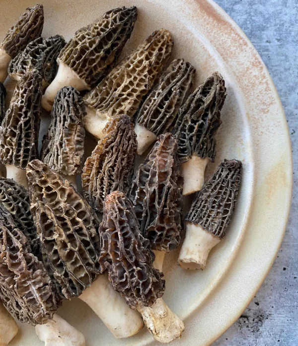 Himalayan "Gucchi" Black Morels - Image 3