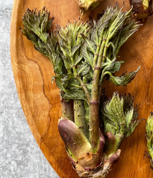 Fresh Taranome (Angelica Buds)