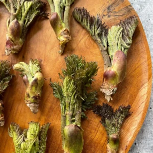 Fresh Taranome (Angelica Buds)