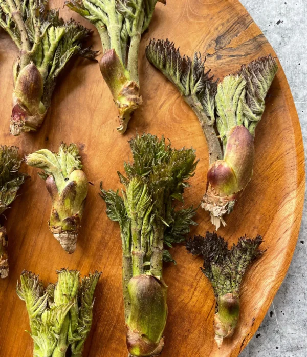 Fresh Taranome (Angelica Buds)