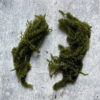 Fresh Umibudo, Seagrape, - Image 2