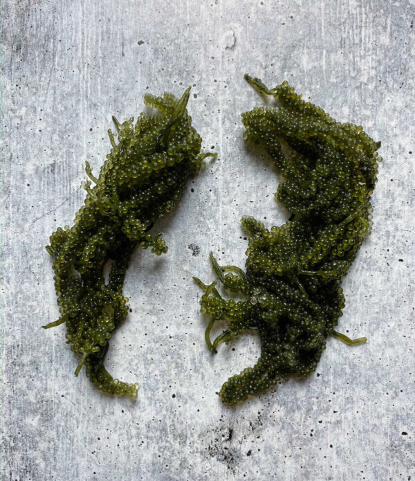 Fresh Umibudo, Seagrape, - Image 2