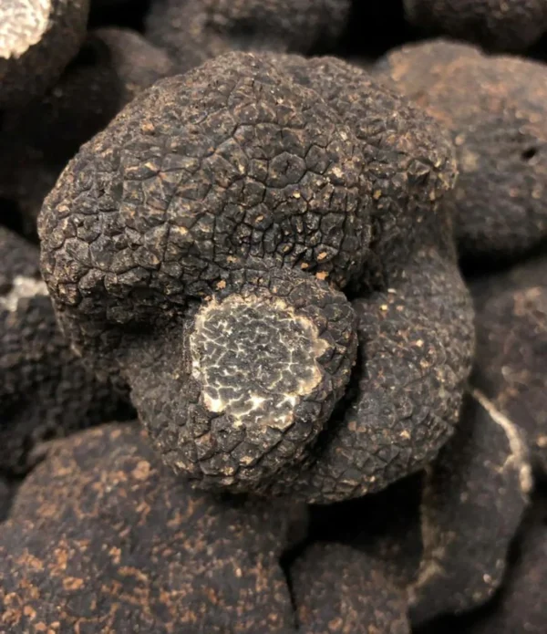 Fresh Winter Black Truffles