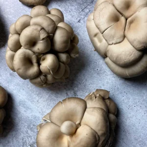 Silver Oyster Mushrooms