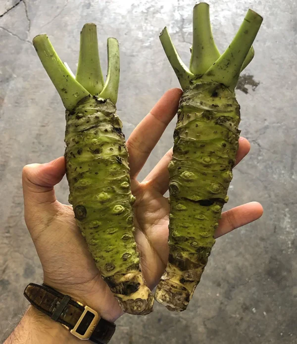 Green Stem Wasabi