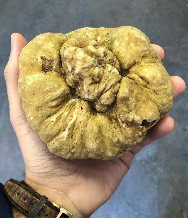 Fresh Winter White Truffles