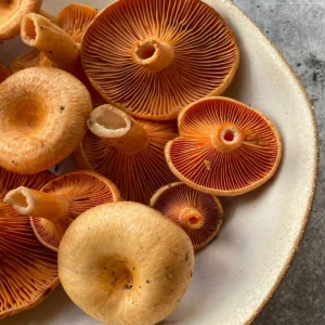 Saffron Milk Cap Mushrooms, 1lb
