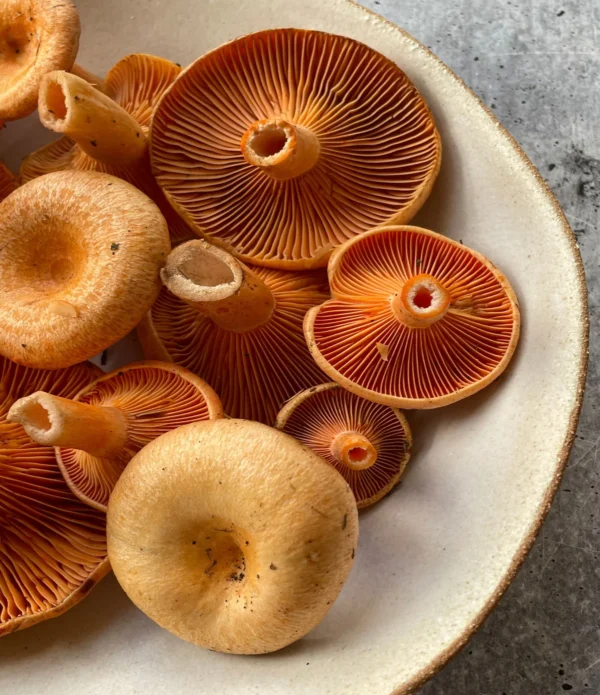 Saffron Milk Cap Mushrooms, 1lb