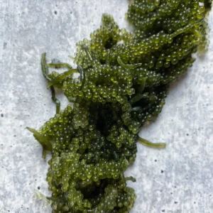Fresh Umibudo, Seagrape