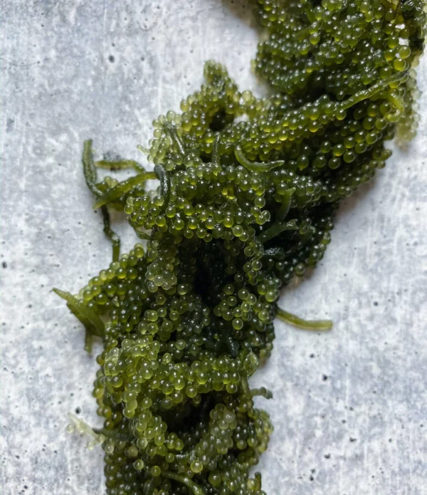 Fresh Umibudo, Seagrape