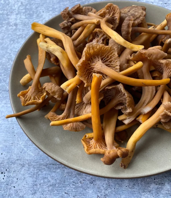 Wild Yellowfoot Chanterelles, 1 lb.